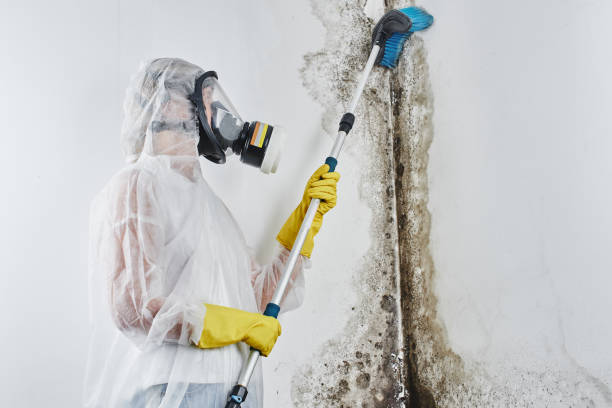 Best Post-Flood Mold Remediation in Rodney Village, DE