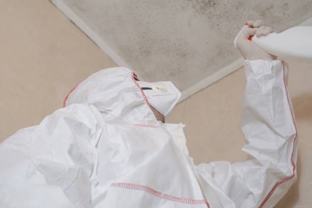 Best Commercial Mold Remediation in Rodney Village, DE