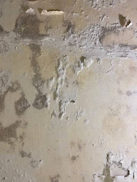 Best Mold Remediation for Specific Building Types in Rodney Village, DE
